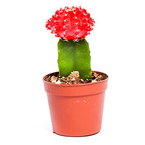 Live Moon Cactus Plant – Fully Rooted
