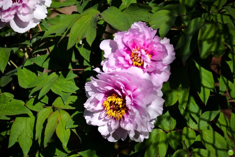 Peonies in full bloom.