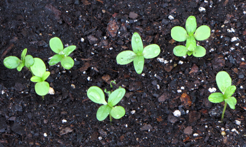Zinnia Seedlings by BlueRidgeKitties