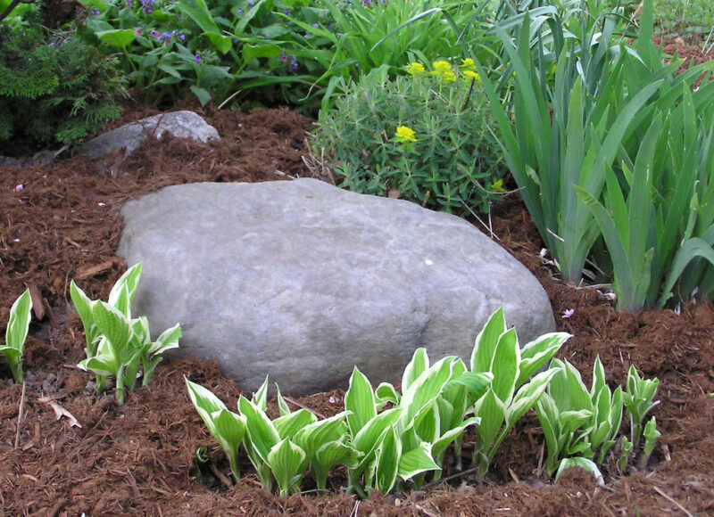 New hostas planted in a garden, surrounded by rocks.