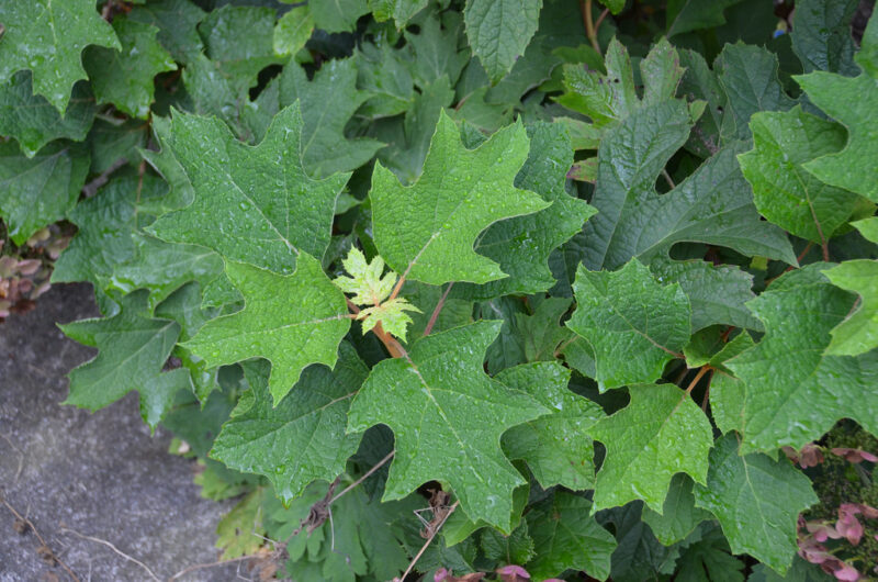 Hydrangea quercifolia 'Ruby Slippers' 8/2021 Oakleaf Hydrangea-