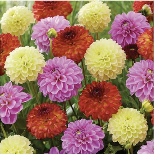 Zinnia Dahlia Seeds Pack for 2025