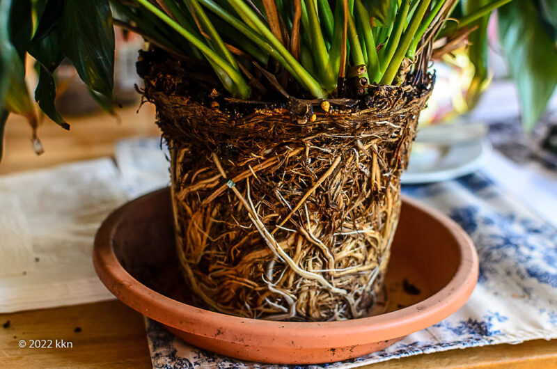 Time to repot the peace lily