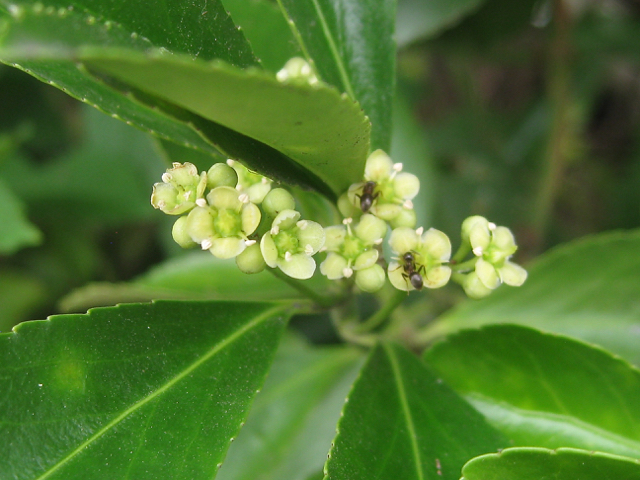 Ants foraging on flowers of Euonymus japonicus, garden hedge, Warwick by Robin Stott