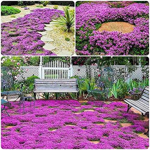 Dichmag 15000+ Purple Carpet Creeping Thyme