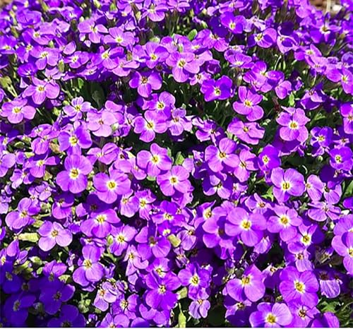 700+ Aubrieta Whitewell Gem Hybrid Seeds