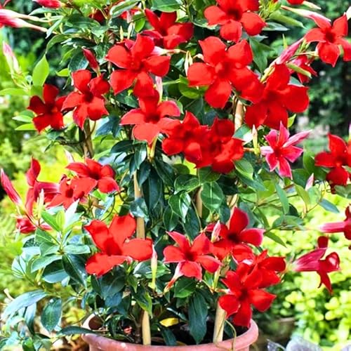2 Red Mandevilla Live Plants