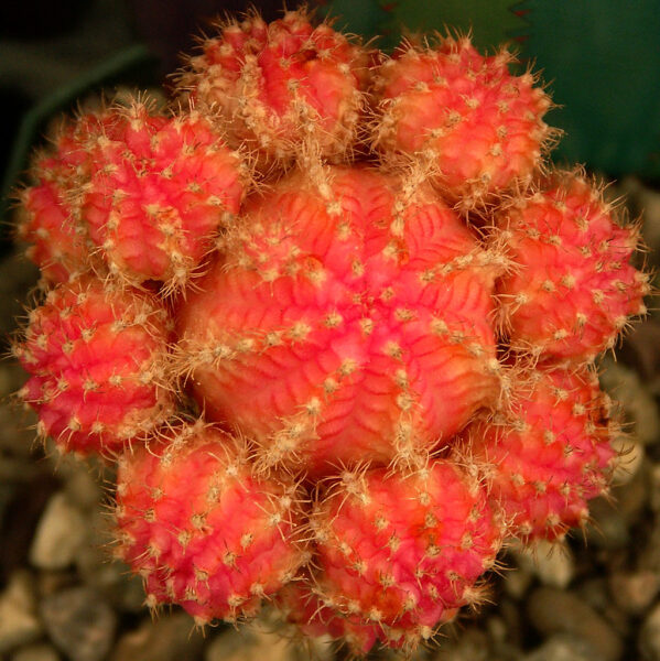Moon Cactus: Cave Creek, Arizona