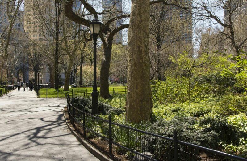 A sunny spring day in Central Park, New York City, showcasing lush greenery and skyscrapers.