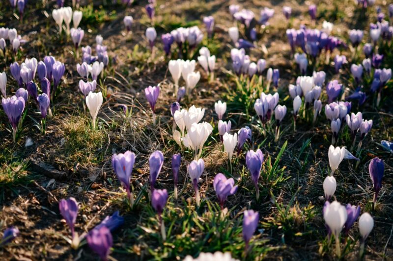 A beautiful field of purple and white crocuses blooming in the sunlight, capturing the essence of spring.