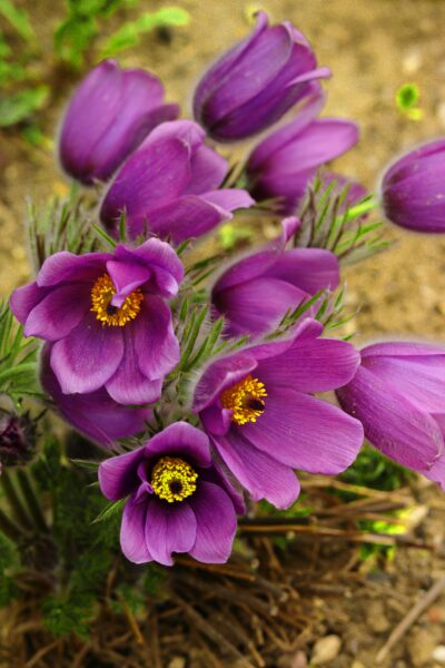 Close-up of vibrant purple Pasqueflower blooms in spring, showcasing natural beauty.