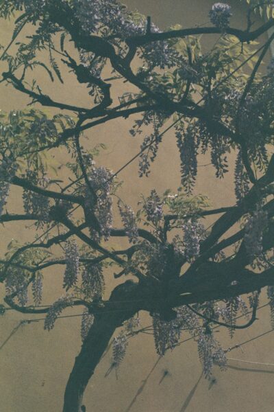 Blooming wisteria vine with purple flowers cascading down branches in Porto, Portugal.