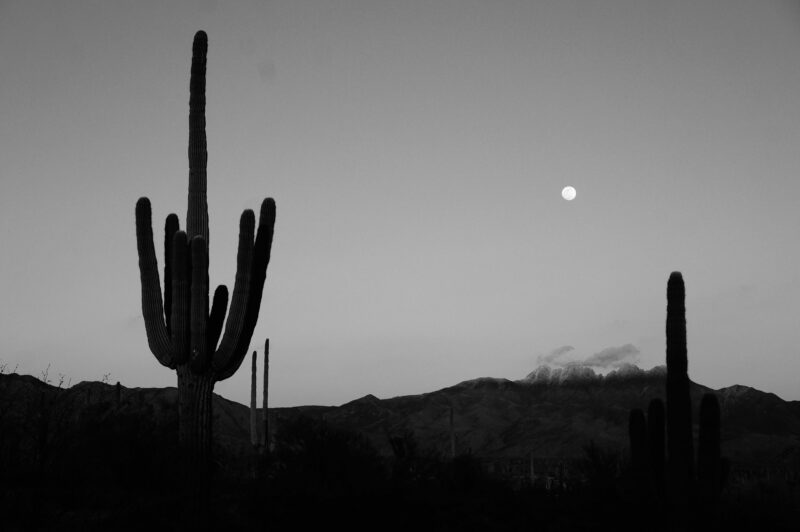 Silhouette of saguaro cacti under a moonlit sky