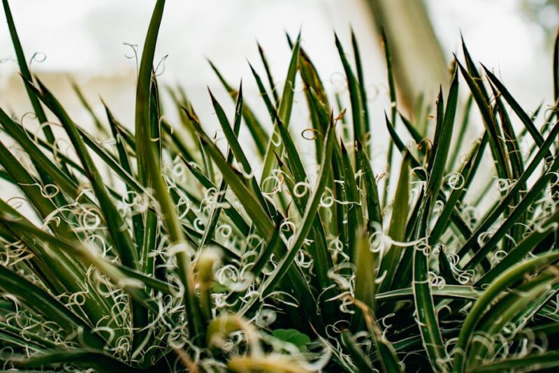 plant leaves curling photo