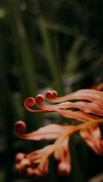 plant leaves curling photo