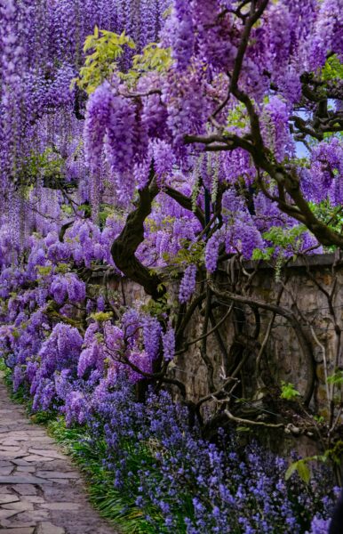 Lush wisteria blooms cascade over a garden pathway, creating a vibrant natural archway.