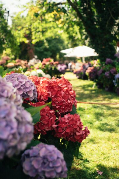A colorful display of hydrangeas in full bloom in a summer garden, capturing the essence of nature's beauty.