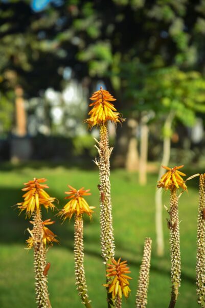 Bright aloe flowers bloom in a sunny garden in Agadir, Morocco.