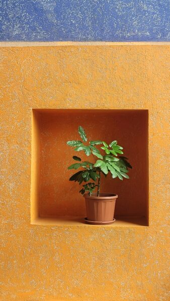 Vivid orange wall with a potted plant in a niche against a contrasting blue background.
