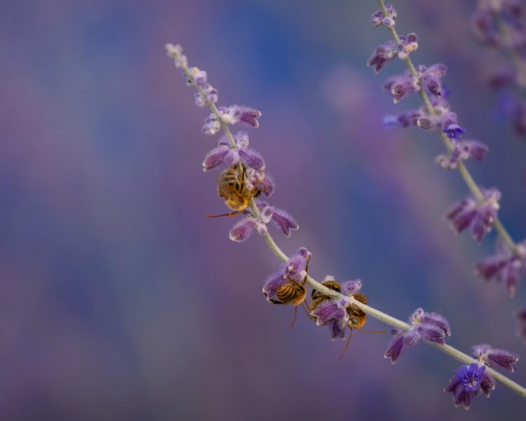 Sleeping bees pollinating on vibrant purple flowers