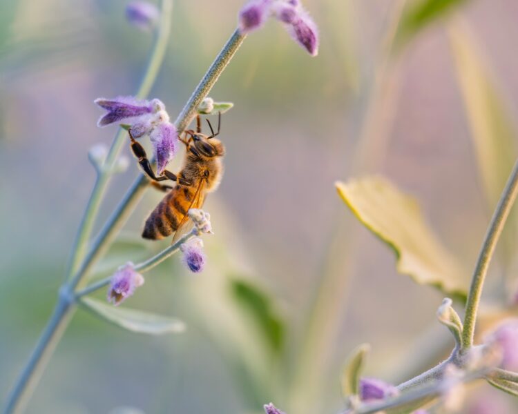 Honeybee on purple sage flower in summer
