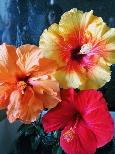 yellow leaves on hibiscus photo