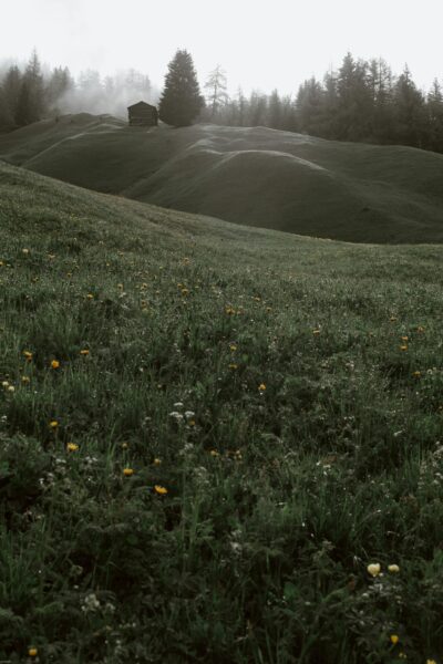 Serene misty landscape featuring a rustic cabin amid lush green rolling meadows and wildflowers.