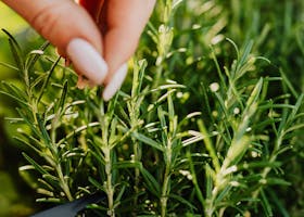A hand cutting fresh rosemary herbs in a garden setting, showcasing green leaves.