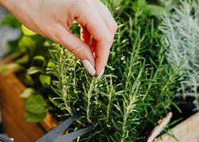 Close-up of hands harvesting rosemary with scissors from a wooden crate herb garden.