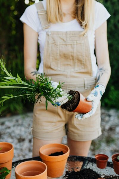 Gardener repotting plant in terracotta pots wearing overalls and gloves outdoors.