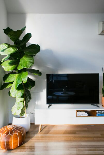 Modern TV placed on white cupboard placed at white wall near potted plant with green leaves