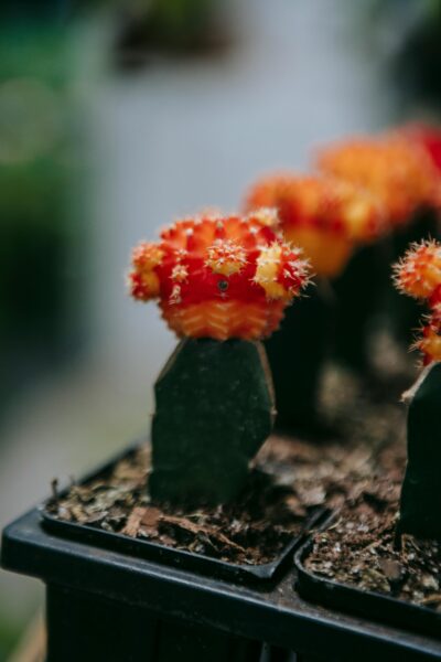 Small blooming Gymnocalycium cactus growing in pot