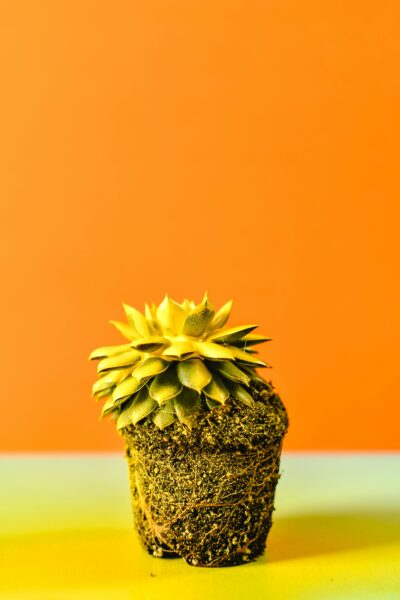 A striking yellow succulent plant on an orange backdrop with earthy tones.