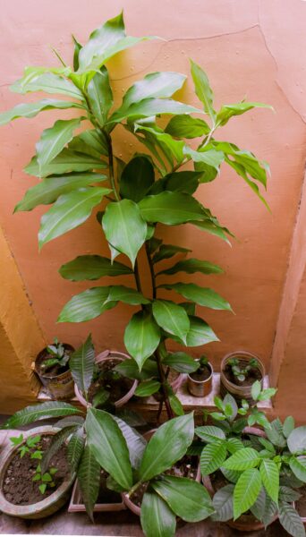 Green potted plants arranged in front of a pastel pink wall, showcasing growth and vitality.
