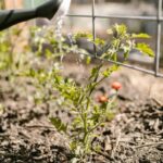 Mulch Backyard Ideas: Creative Ways to Enhance Your Outdoor Space