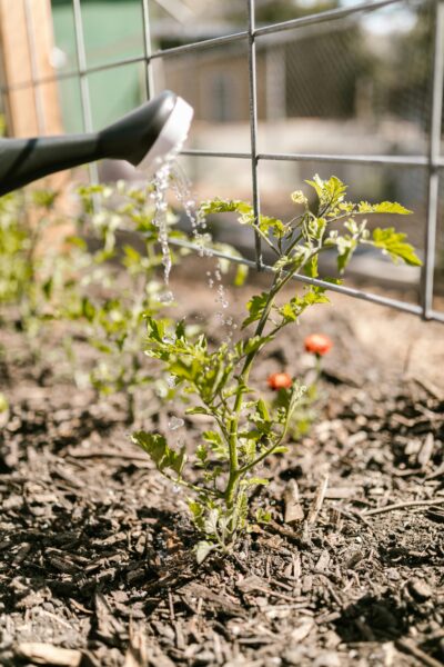 Close-up of watering a young plant with a watering can in a sunlit garden.