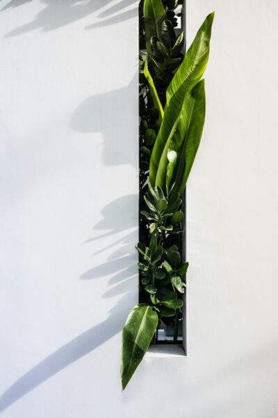 Green leaf plant