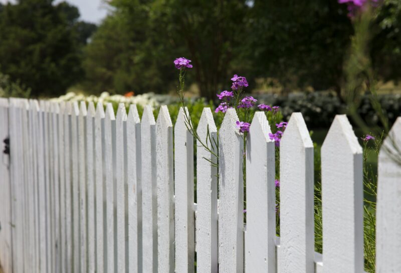 Pink petaled flowers blooms near fence