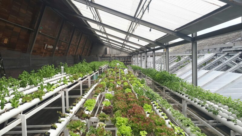 Green vegetables