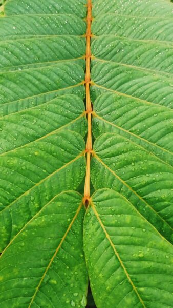 plant leaves curling photo