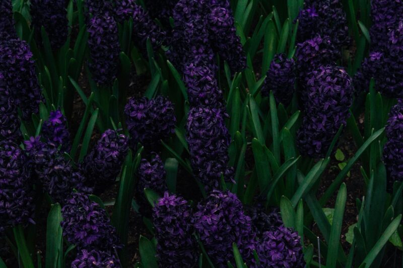 Purple flowers with green leaves.