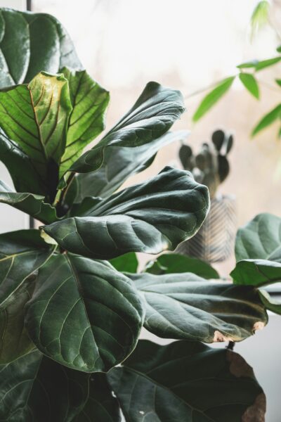 A growing fiddle leaf fig! #houseplants
