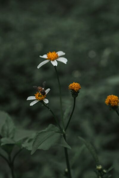 White and yellow flower surrounded by greenery