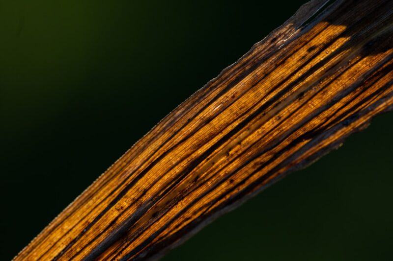 Aloe Turning Brown photo 3