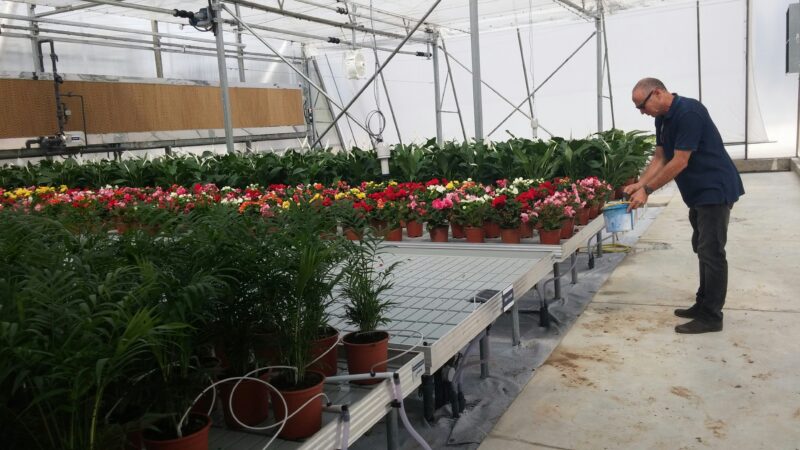 A man is watering flowers in a greenhouse