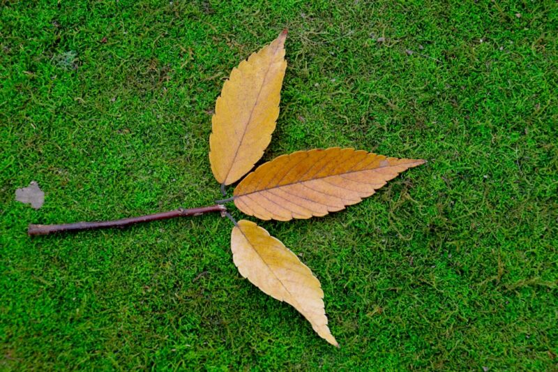 plant leaves curling photo