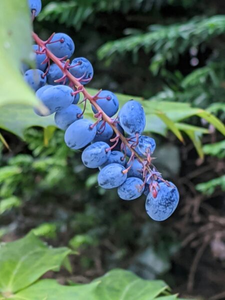 A bunch of blue berries hanging from a tree.