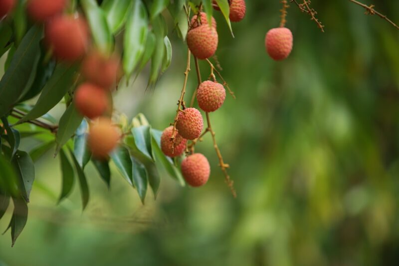 Ripe litchis from the yard