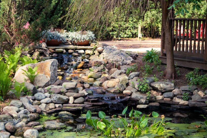 A pond with rocks and plants