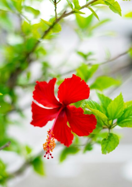 yellow leaves on hibiscus photo